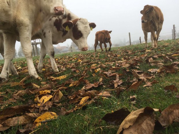 Laub und Blätter können mehr sein, als eine zufällige Beilage auf der Weide Wenn sie die Gelegenheit bekommen, fressen Rinder gerne Laub – auch im Herbst, obwohl der Futterwert dieser alten Blätter eher gering ist. Dafür enthalten sie mehr sekundäre Pflanzenstoffe als junges Blattwerk. (Bild jsc)