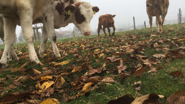 Wenn sie die Gelegenheit bekommen, fressen Rinder gerne Laub – auch im Herbst, obwohl der Futterwert dieser alten Blätter eher gering ist. Dafür enthalten sie mehr sekundäre Pflanzenstoffe als junges Blattwerk. (Bild jsc)