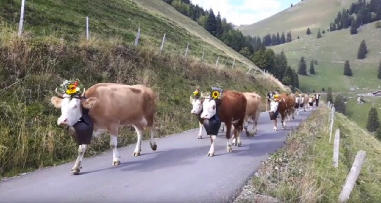Prächtig geschmückt treten die Kühe der Familie Wüthrich den Heimweg an. (Bild Hans Rüssli)