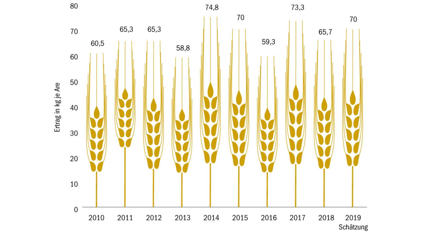 Laut den BauernZeitungs-Umfragen im Verlauf dieser Woche ist die Gerstenernte 2019 etwa ähnlich gut wie 2018. Die Erträge werden tendenziell sogar etwas höher geschätzt. (Quelle Agristat/ Schätzung BauZ)