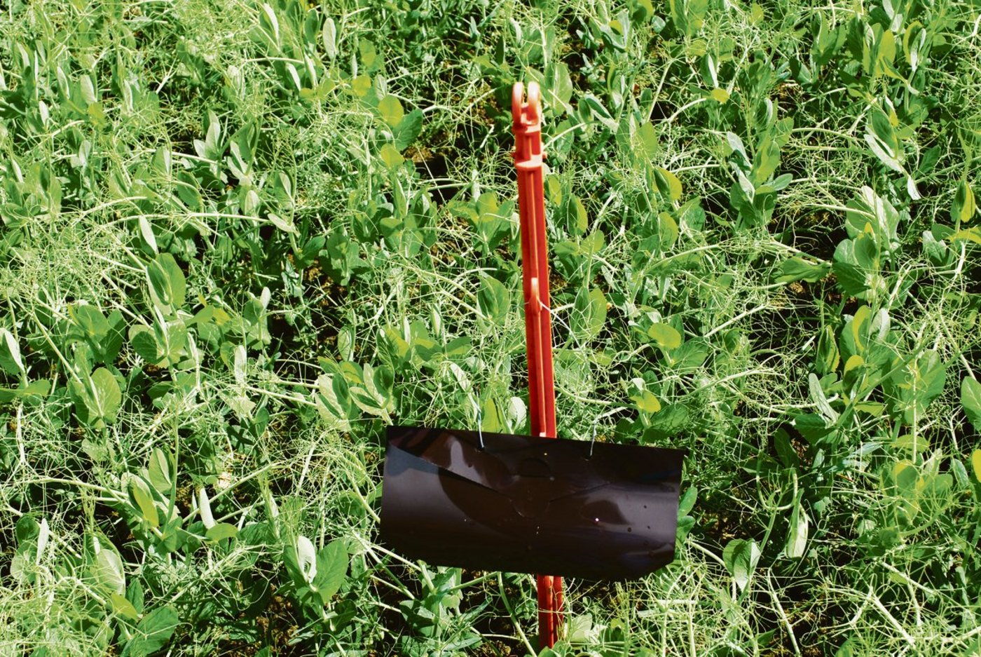 Eine Erbsenwickler-Falle im Feld sorgt für eine Überwachung.(Bild bg)