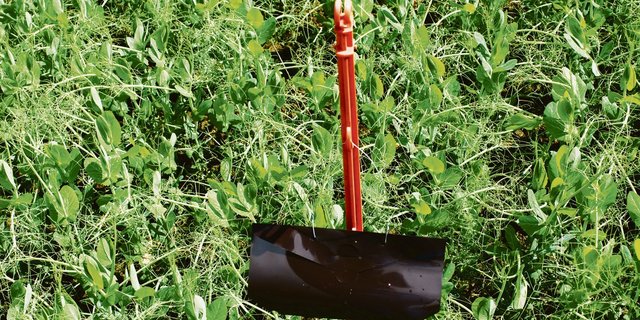 Eine Erbsenwickler-Falle im Feld sorgt für eine Überwachung.(Bild bg)