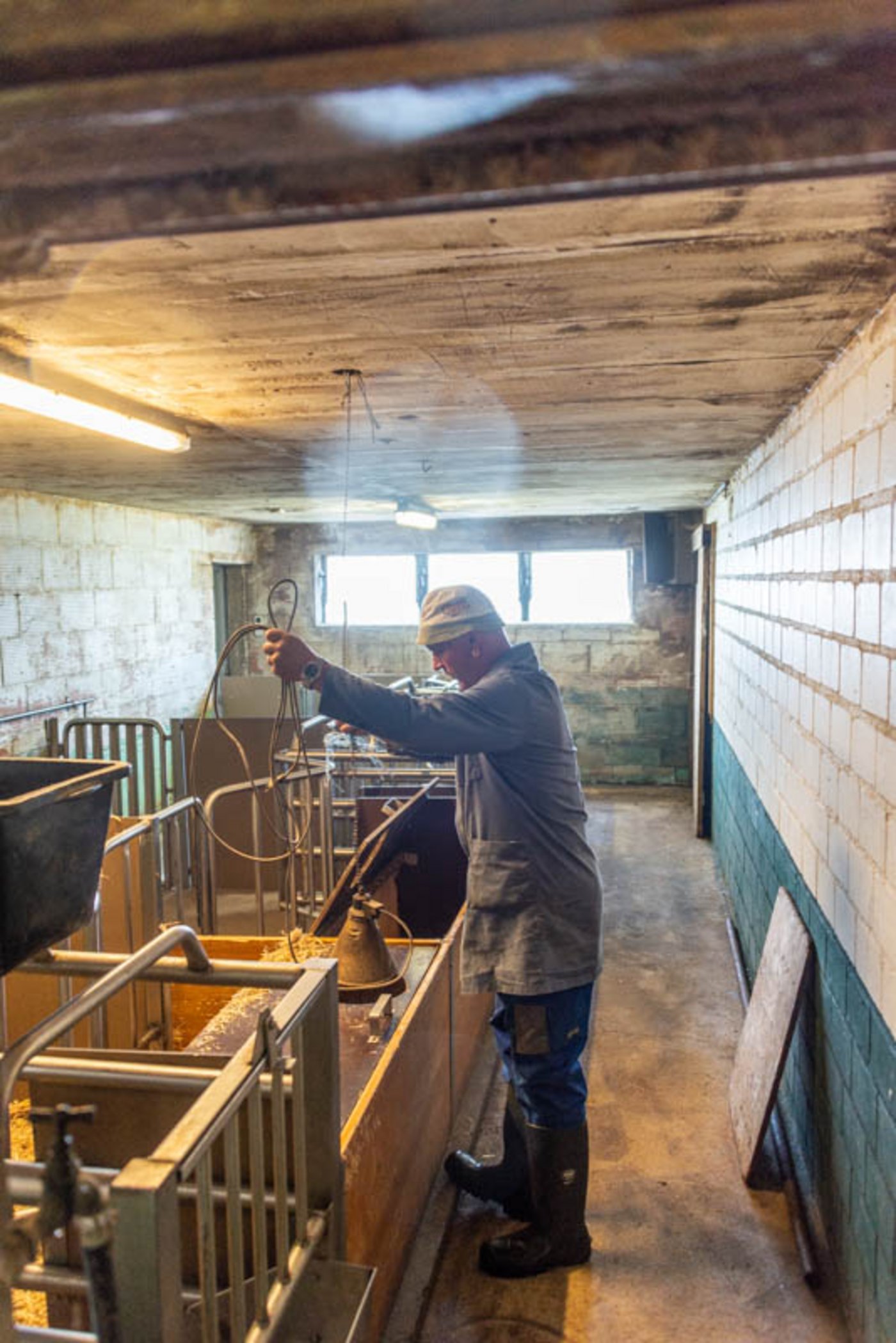 Nachdem eingestreut ist, installiert Fahrni die Wärmelampe für die Ferkel.
