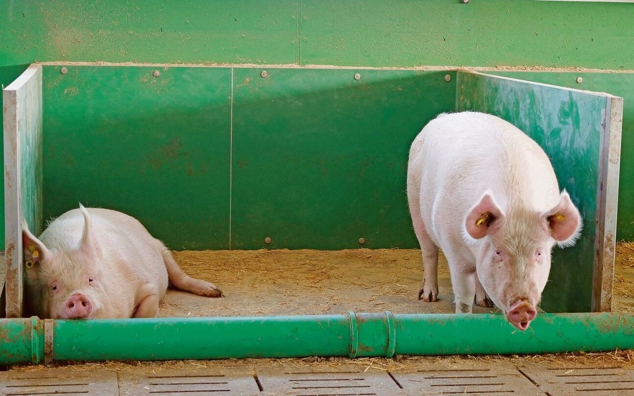 Zwei Galtsauen in ihrer Liegenische: Die eine hat sich hingelegt, die andere steht.