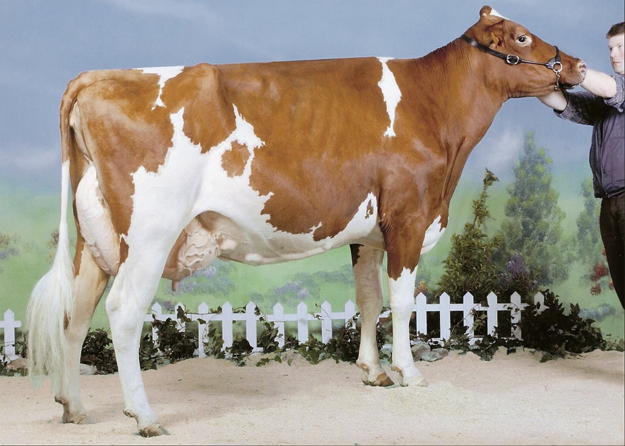 2004 holte die erste Schweizer Kuh den RH-Titel: Plattery Rubens Galante von Christian Menoud, Romanens FR. (Bild sg)