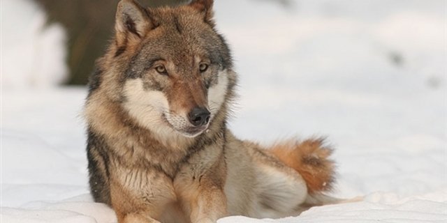 In Brandenburg steigt die Anzahl Wölfe laut Bauernverband jährlich um 30%. (Bild Bernard Landgraf)