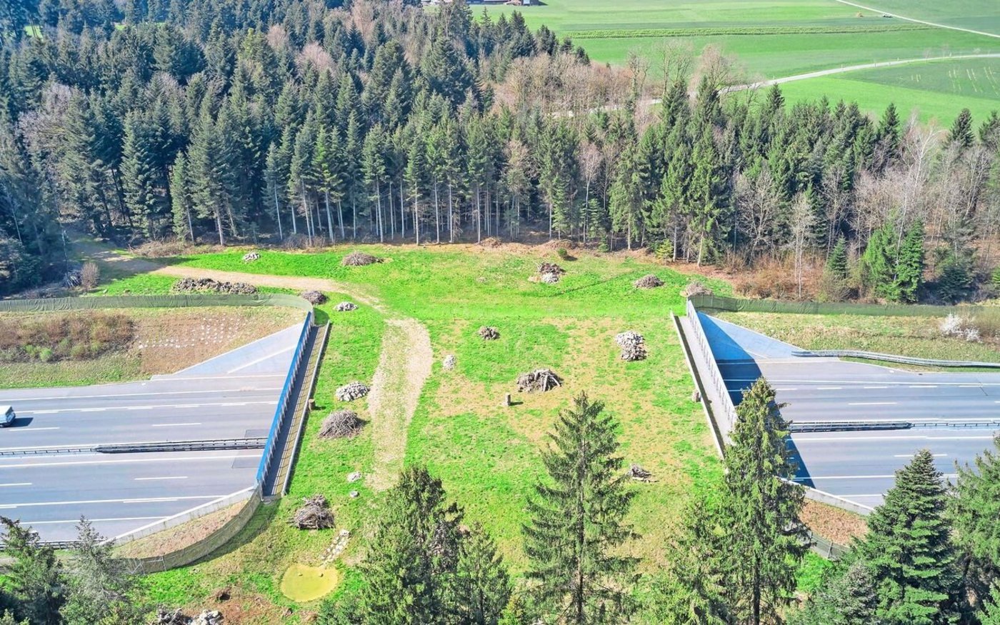 Wildtierpassagen wie hier über die Autobahn A2 bei Neuenkirch sollen die Querung von Barrieren ermöglichen. Aber auch in den Wildtierkorridoren soll möglichst hindernisfreier Durchgang möglich sein. Das kann die Landbewirtschaftung tangieren. 