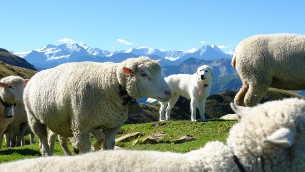 Die Tierhalterinnen und Tierhalter in der Surselva haben die Zeit zum Ausbau des Herdenschutzes genutzt und unter anderem viele Herdenschutzhunde im Einsatz, so die Gruppe Wolf Schweiz. (Bild BauZ) 