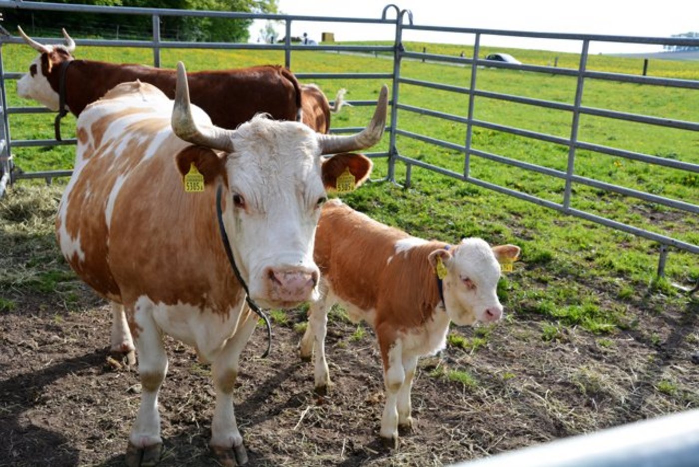 Dieses schöne Mutter-Kalb-Gespann gehört Sepp Lustenberger, Schötz LU. (Bilder zVg)