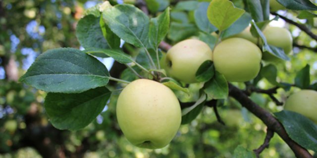 Der Usterapfel ist unberechenbar: Nach einer oft überreichen Ernte folgt in der Regel ein Jahr ohne Früchte. (Bild zVg)