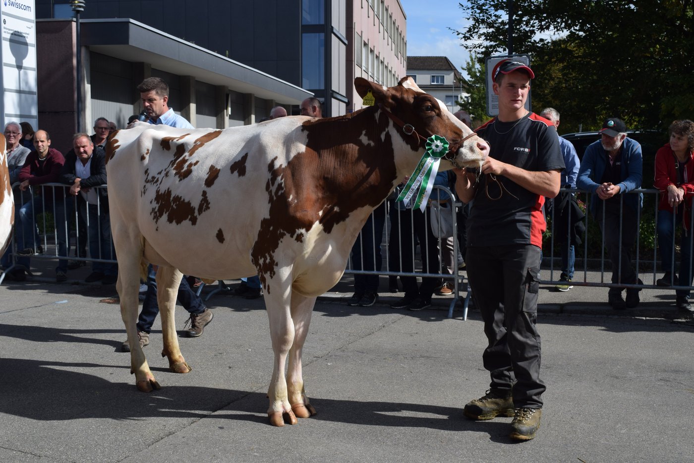 Miss Schöneuter bei den Red Holstein ist Douglas von Fredy Zeller.