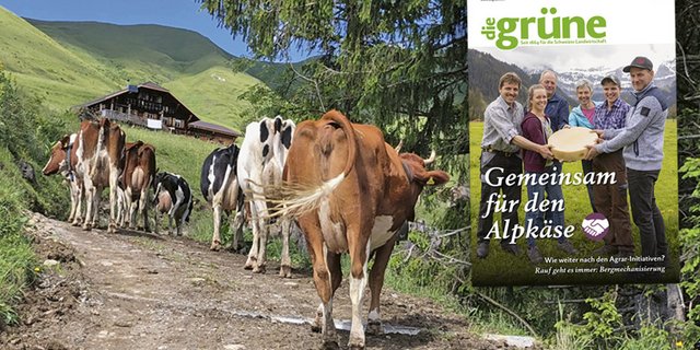 Im Juli Heft von «die grüne» wird unter anderem der Schlachtviehmarkt näher betrachtet. (Bild DG)