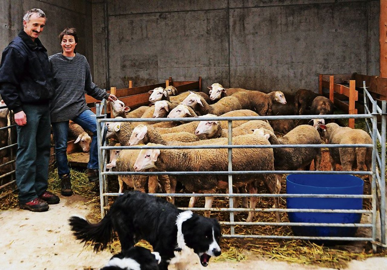 Die Nachzucht der jungen Schafe gedeiht prächtig: Rolf und Judith Bischofberger bereuen die Umstellung auf Schafe keinen Augenblick. (Bilder: bey)