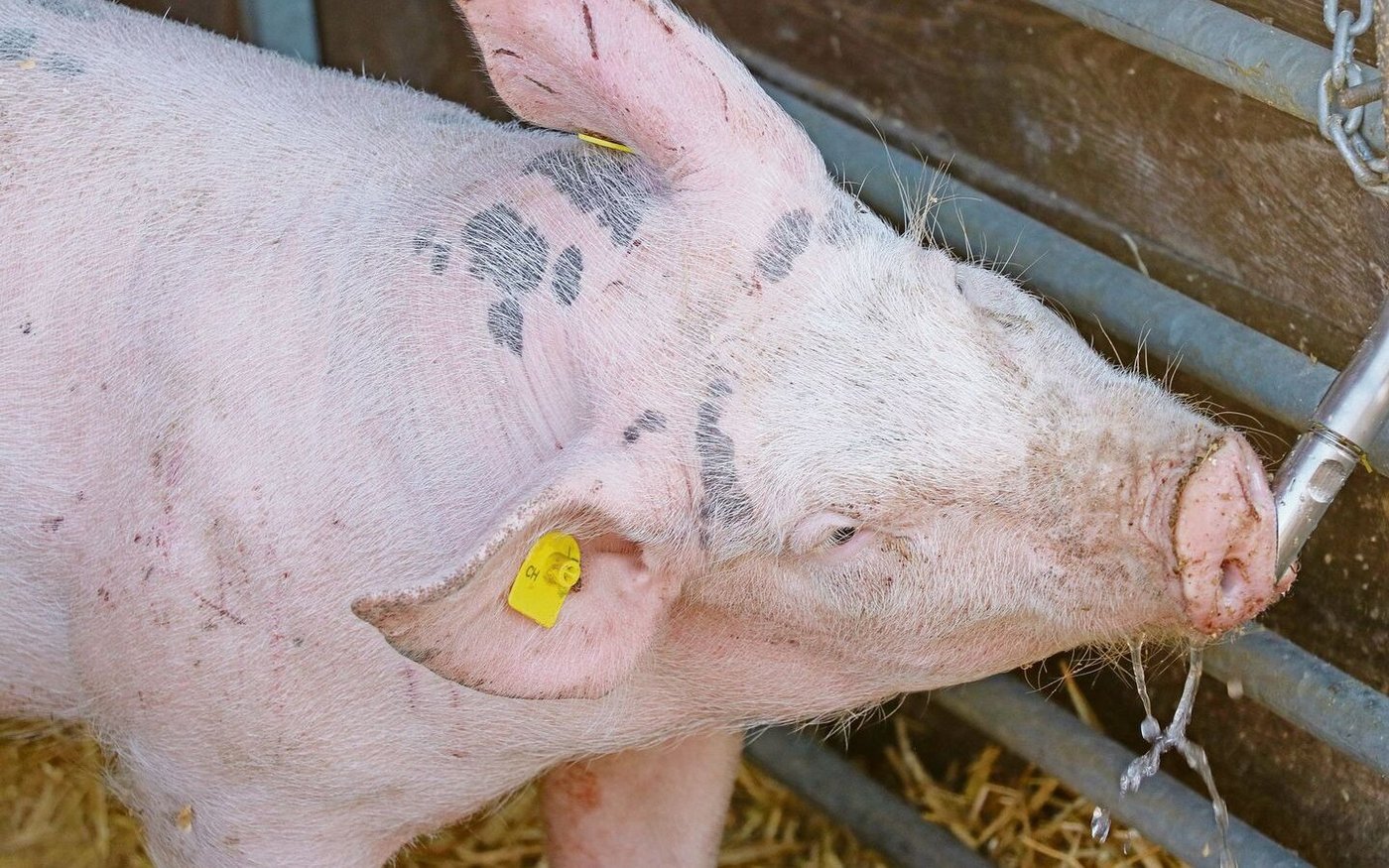 Das Gesamtpaket muss stimmen, damit Nutztiere genügend Wasser aufnehmen. Bei den Nippeln beispielsweise gab es eine Entwicklung.