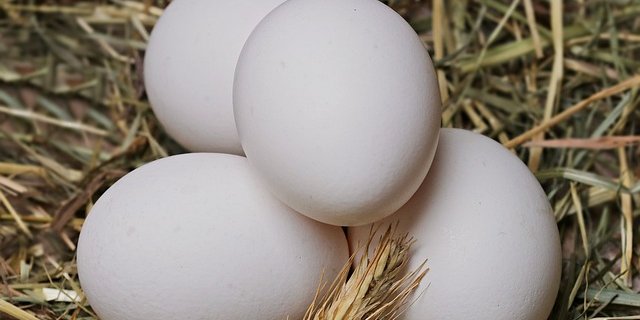 Bei den Bio-Eier ist der Absatz weiterhin leicht höher als angenommen. (Bild Pixabay)