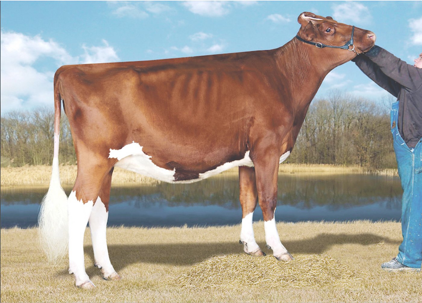 KHW Regiment Apple C ist ein weiterer Klon vom Original. Apple C ist auch die Mutter vom Stier Avalanche. (Bild cf)