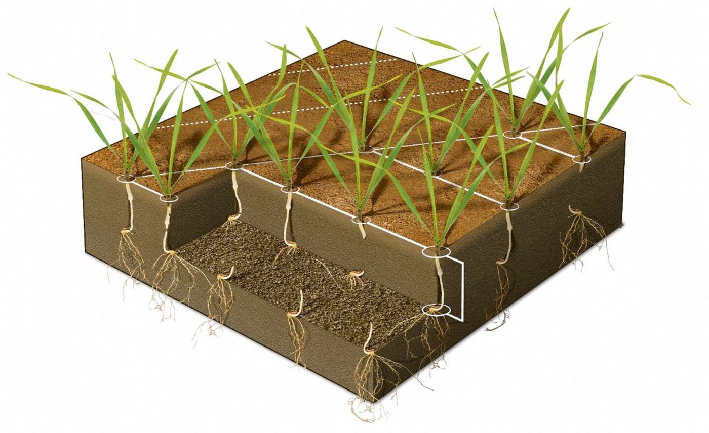 Die Grundidee bei der «Proceed» ist, dass jedes Korn den optimalen Platz fürs Wachstum hat. 