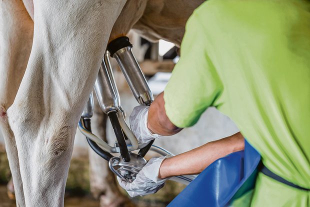 Die Milchwirtschaft ist immer noch ein wichtiger Sektor in der Landwirtschaft.(Bild BauZ)