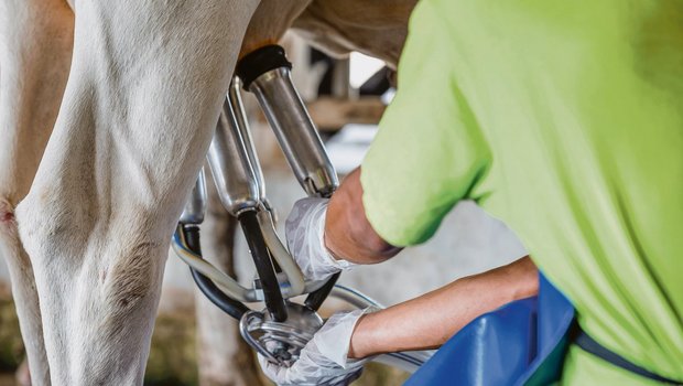 Die Milchwirtschaft ist immer noch ein wichtiger Sektor in der Landwirtschaft.(Bild BauZ)