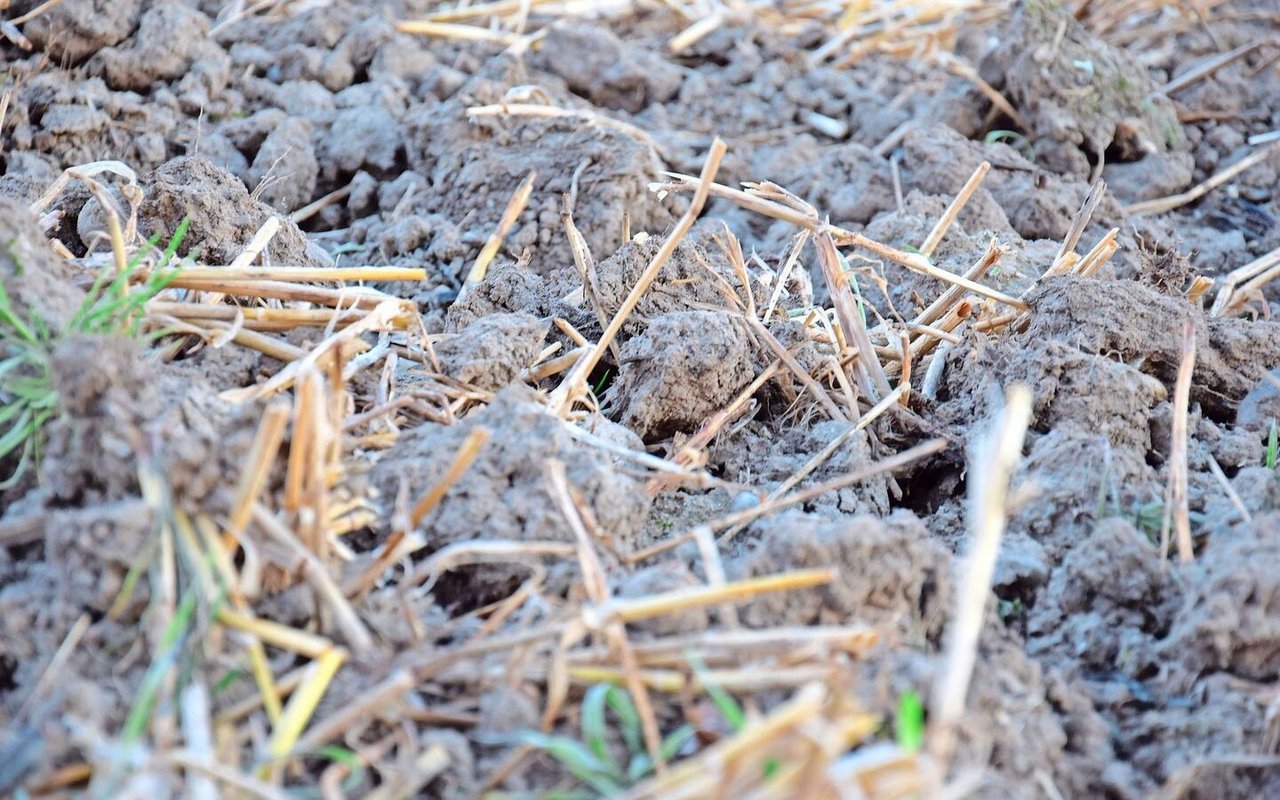 Die Vorkultur ist ein weiterer Faktor: Nach Getreide oder Mais mit Stoppelsturz im Herbst korrigiert die GRUD die N-Düngung nach oben.