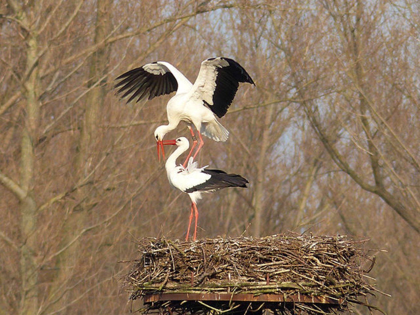 Eindrückliche Liebesgeschichte eines Storchenpaars. (Bild: Wikipedia, Jes-Mey-Lumix)