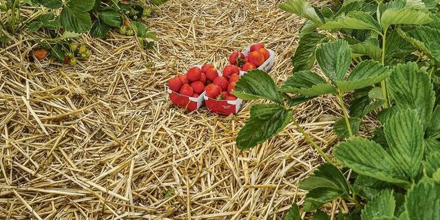 Die Selbstpflücksaison beginnt auf den meisten Betrieben Mitte bis Ende Mai mit den Erdbeeren, dann folgen Kirschen und Himbeeren.