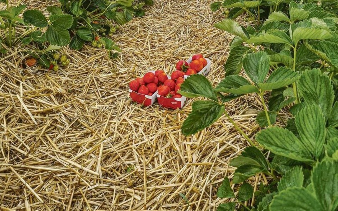 Die Selbstpflücksaison beginnt auf den meisten Betrieben Mitte bis Ende Mai mit den Erdbeeren, dann folgen Kirschen und Himbeeren.