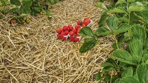 Die Selbstpflücksaison beginnt auf den meisten Betrieben Mitte bis Ende Mai mit den Erdbeeren, dann folgen Kirschen und Himbeeren.