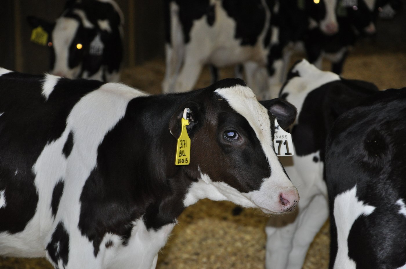 45 Kälber pro Tagen kommen auf dem Betrieb in Alberta zur Welt. 
