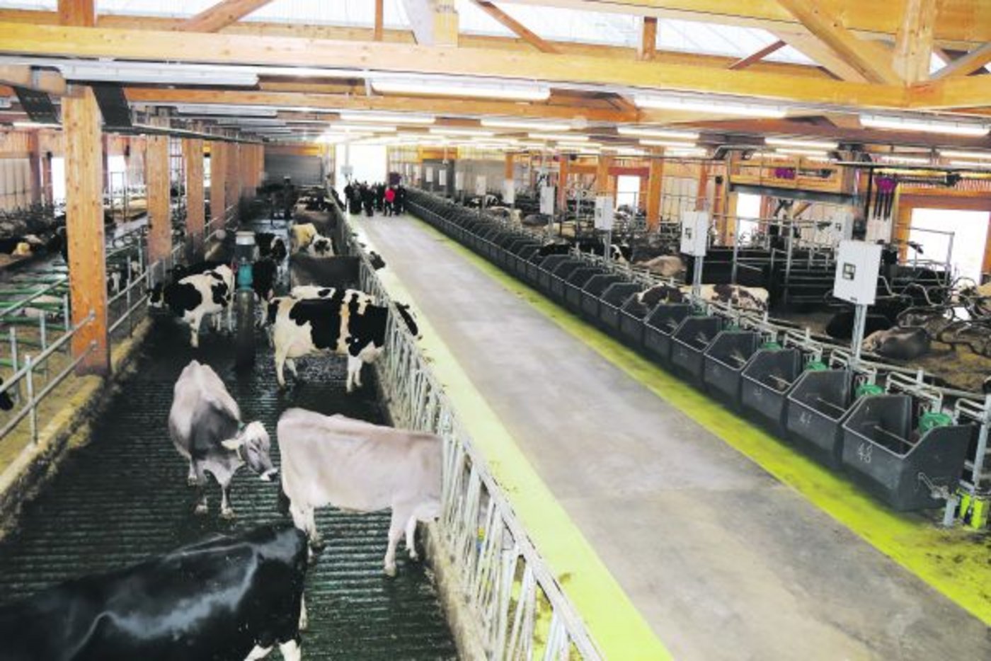 Zum Abschluss der Generalversammlung besichtigten die Mitglieder von Swiss Beef Region Ost den neuen Milchviehstall am Strickhof in Lindau. (Bild Roland Müller)