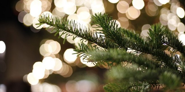 Beim Kauf eines Schweizer Tannenbaums bleibe die Wertschöpfung im Land, sagt der Geschäftsführer der IG Suisse Christbaum, Philipp Gut. (Bild Pixabay)