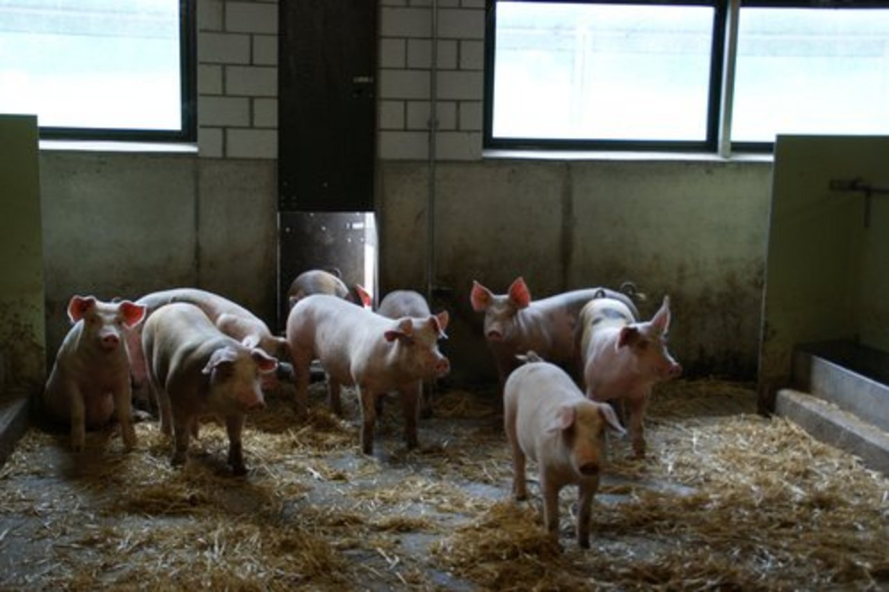 Die Afrikanische Schweinepest griff in Litauen und Polen auch auf Hausschweine über. (Bild: lid)