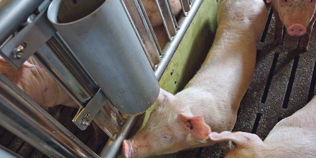 Beschäftigungsmaterial ist Vorschrift. Dieser und vier weitere Punkte werden in den kommenden Jahren kontrolliert. (Bild rae)