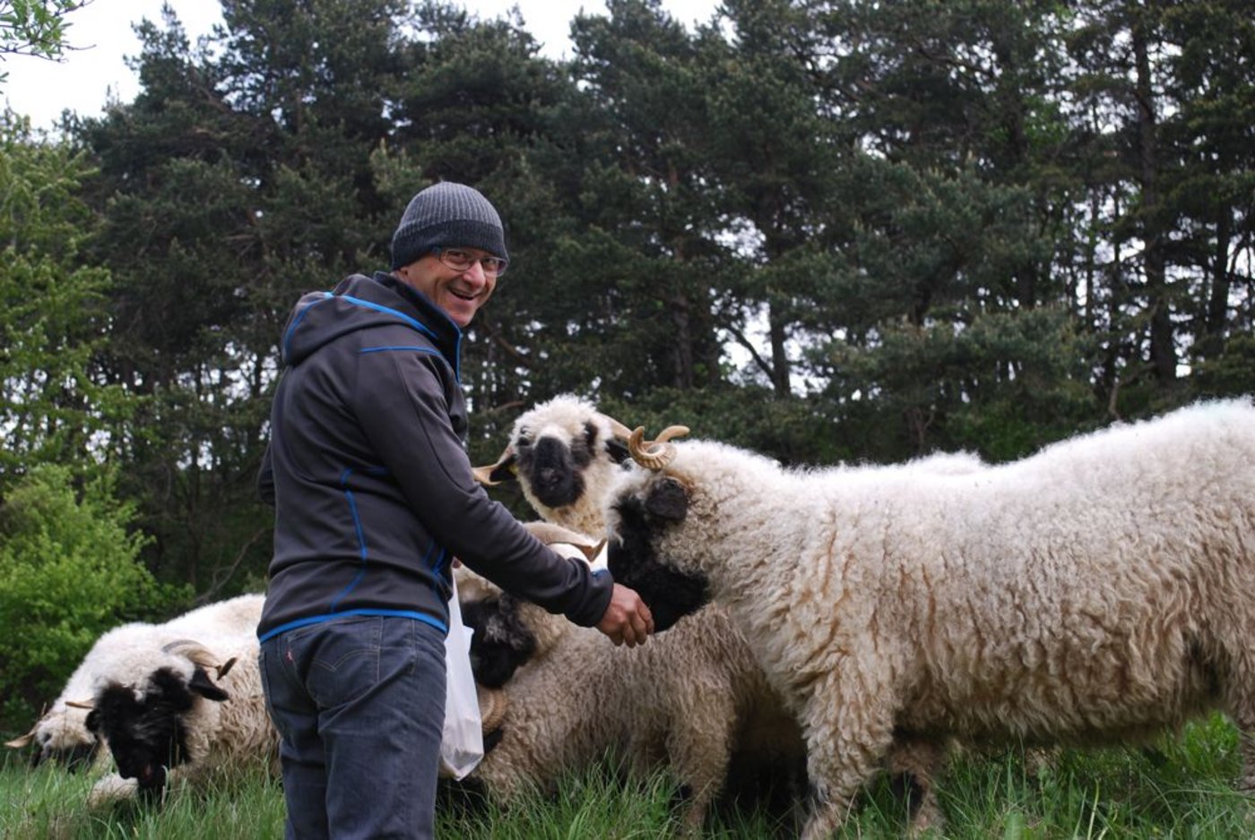 Alwin Meichtry muss nicht lange warten, bis die Schwarznasenschafe auf seine Rufe reagieren. (Bild Julia Schwery)