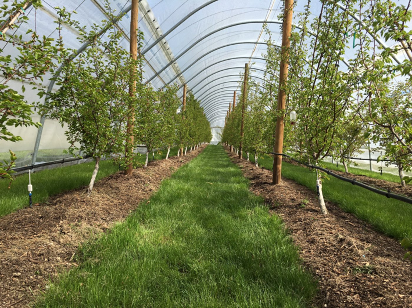 Aprikosen in einem Folientunnel in einer bereits bestehenden Anlage am Bodensee. (Bild Daniel Schnegg)