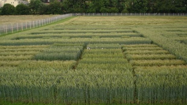 Die Versuchsfläche in Zürich ist von einem Zaun umgeben und die Forschenden sind darauf bedacht, dass kein gentechnisch verändertes Pflanzenmaterial das Areal unkontrolliert verlässt. (Bild Agroscope) 