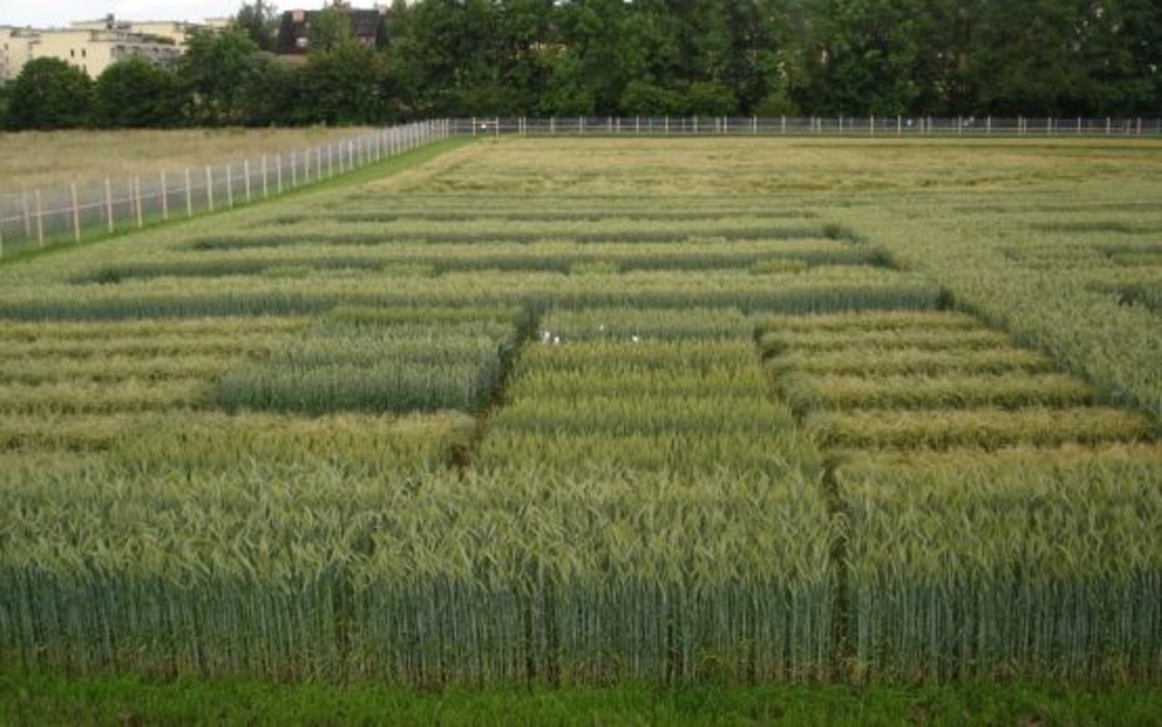 Die Versuchsfläche in Zürich ist von einem Zaun umgeben und die Forschenden sind darauf bedacht, dass kein gentechnisch verändertes Pflanzenmaterial das Areal unkontrolliert verlässt. (Bild Agroscope) 