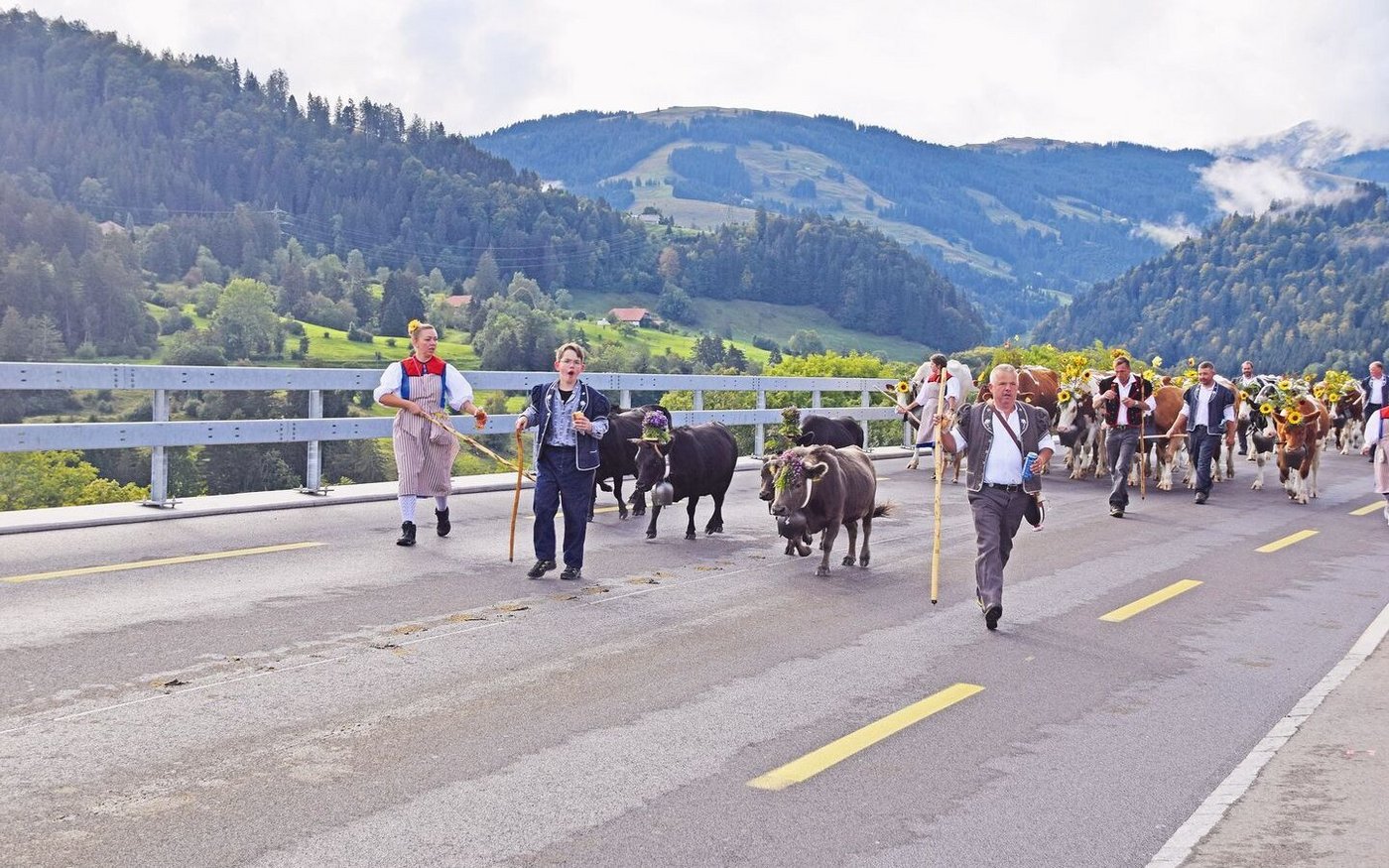 Beim Alpabzug von Heinz und Nataliya Bielmann laufen vorneweg auch Dahomey-Zwergrinder mit.