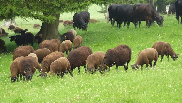 Schafe und Rinder sollen laut BGK in getrennten Ställen und Weiden gehalten werden. (Bild zVg)