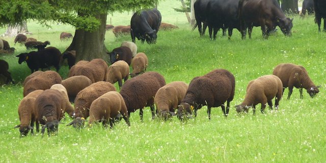 Schafe und Rinder sollen laut BGK in getrennten Ställen und Weiden gehalten werden. (Bild zVg)