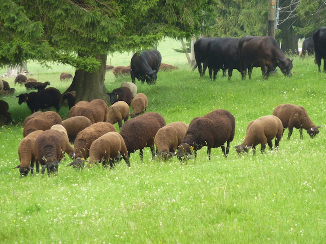 Schafe und Rinder sollen laut BGK in getrennten Ställen und Weiden gehalten werden. (Bild zVg)