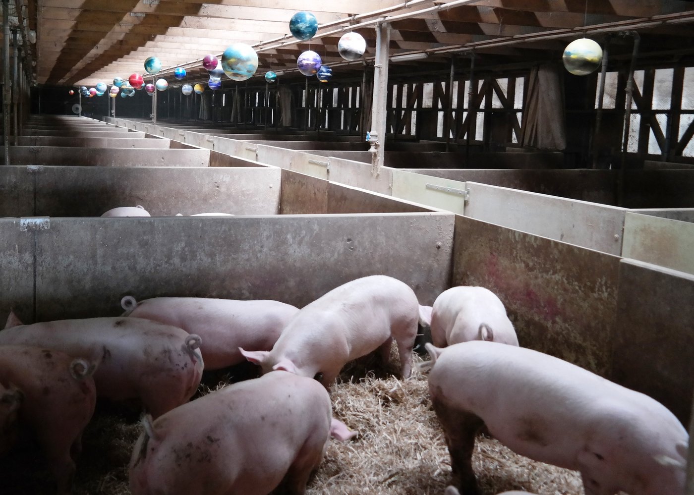 Blick in den mit „Himmelskörpern“ dekorierten Maststall der Bierschweine.        