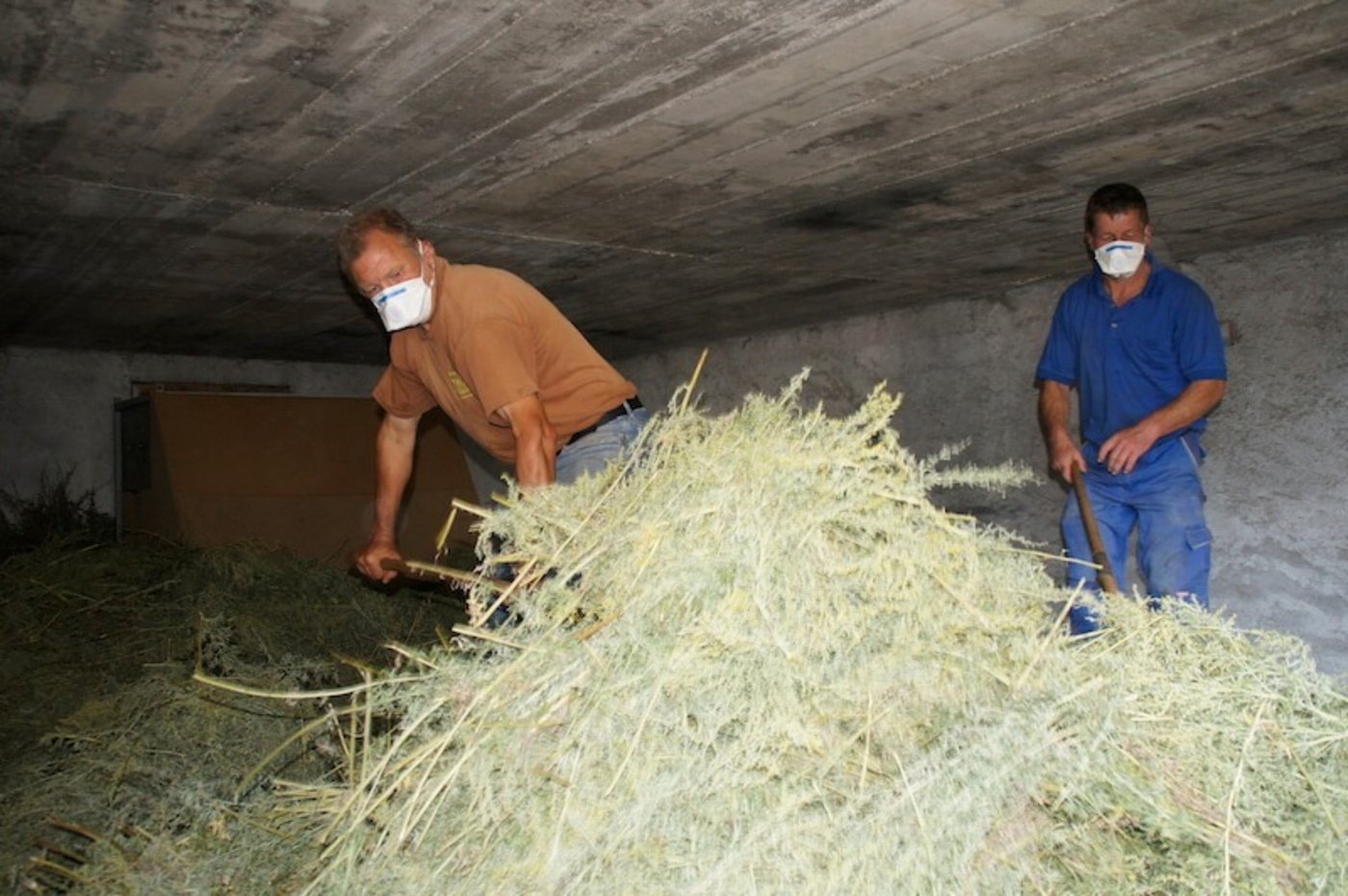 Der Wermut wird zum Trocknen gut verteilt. (Bild lid)