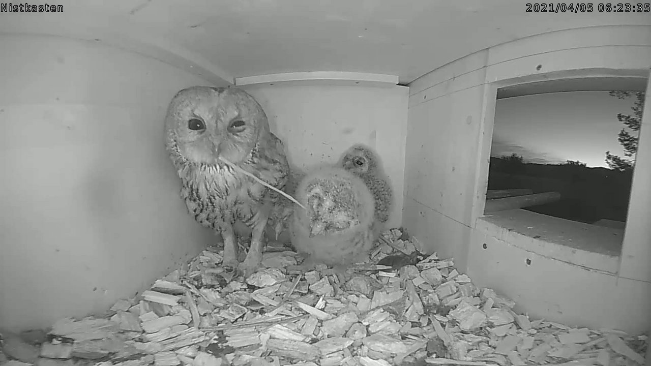 Die beiden Elternvögel bringen immer wieder neues Futter, das die Jungtiere mal ganz verschlingen, mal auseinander nehmen. 