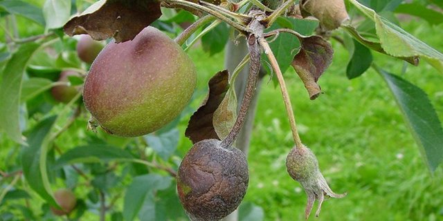 Grundsätzlich würden die Hochstammbäume seit Juli wiederum auf Feuerbrandbefall kontrolliert. Blüteninfektionen wurden bisher noch keine gemeldet. (Bild BauZ)