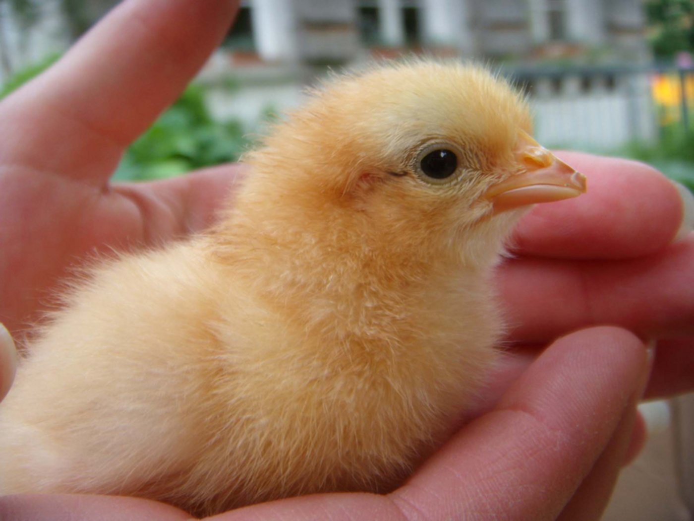 (Symbolbild Tobias Rüeger/landwirtschaft.ch)