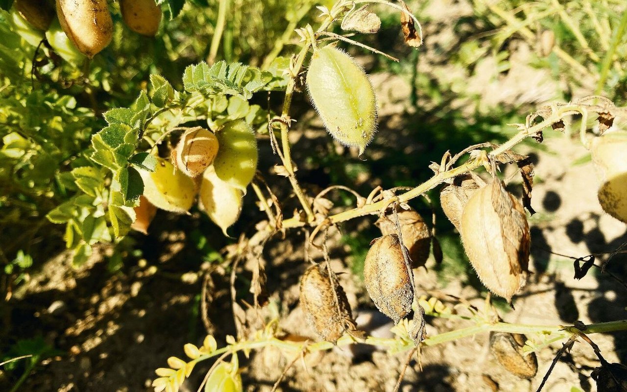 Kichererbsen können nach einem Regenguss wieder austreiben, auch wenn sie zuvor dürr und erntereif schienen. Daher besser einen Regen früher ernten, rät Biofarm.