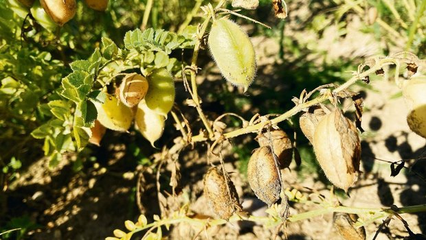 Kichererbsen können nach einem Regenguss wieder austreiben, auch wenn sie zuvor dürr und erntereif schienen. Daher besser einen Regen früher ernten, rät Biofarm.