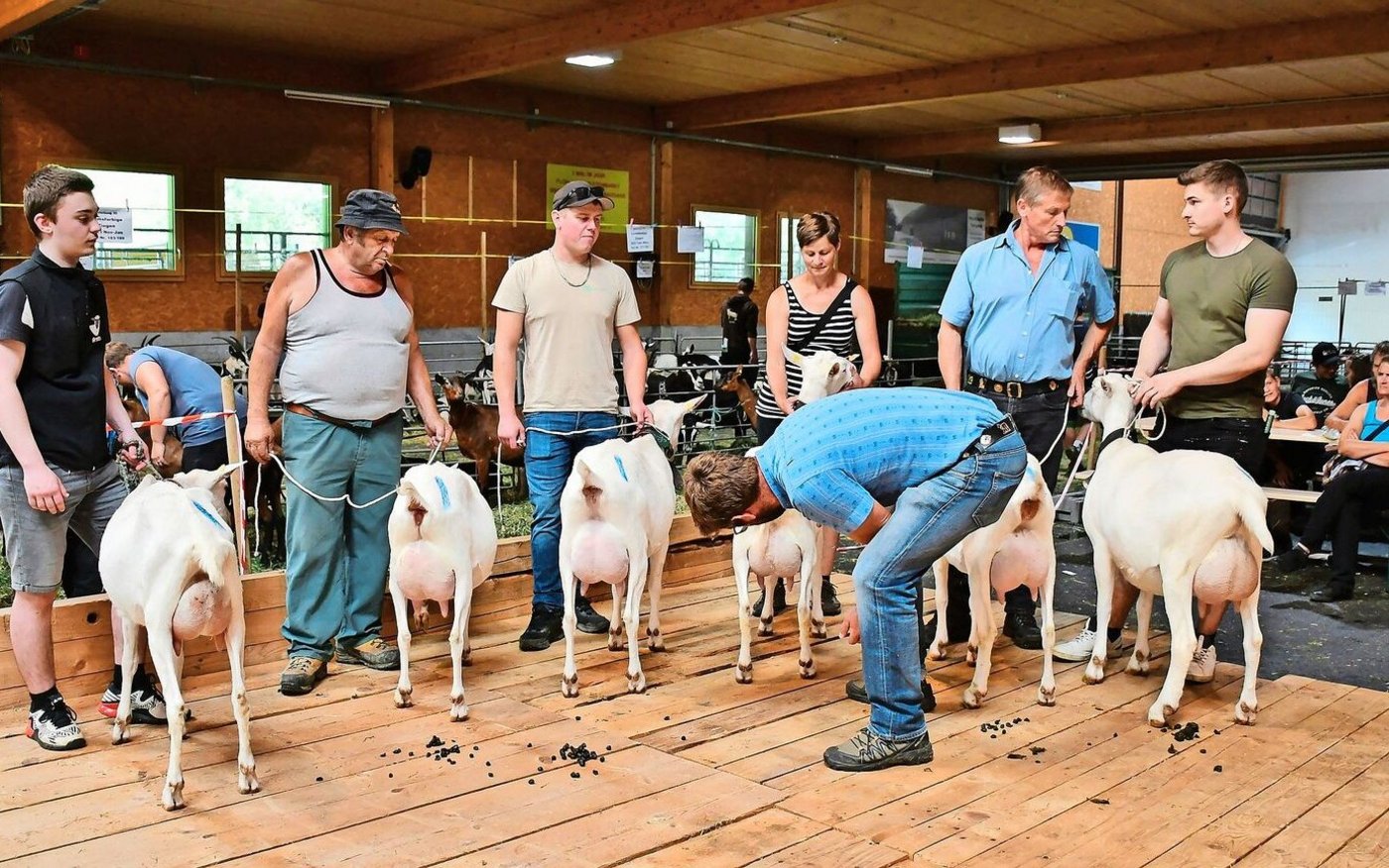 Bei den Wahlen der Mister, Schöneuterziegen und Rassensiegerinnen nahmen die Experten die Tiere von allen Seiten unter die Lupe.