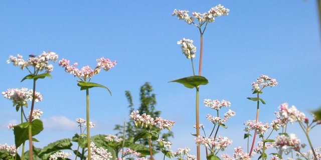 Blühende Zwischenkulturen wie beispielsweise Buchweizen gelten im Kanton Solothurn als Element der Landschaftsqualität. (Bild: BauZ)